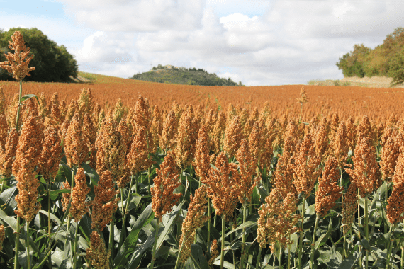 RGT GGUSTAV sorghum