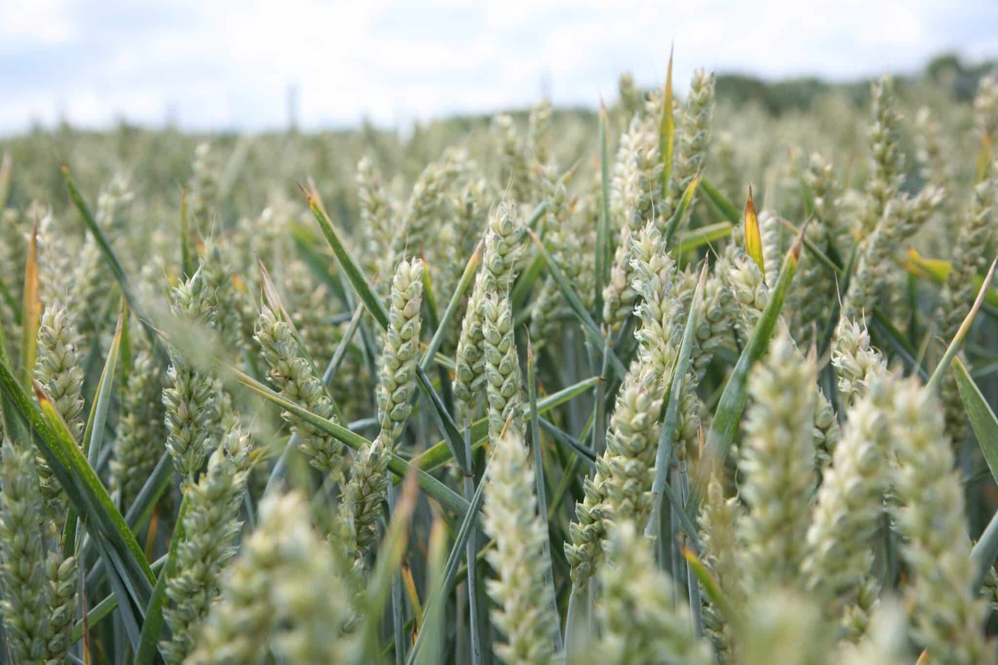 Read more about the article Norfolk success for the late-drilled wheat RGT Saki