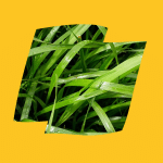 Syntilla Logo Yellow