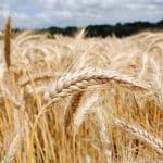 RGT OMEAC 2 triticale RGT Omeac