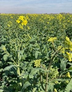 Picture : 2023 new OSR varieties RAGT Seeds UK