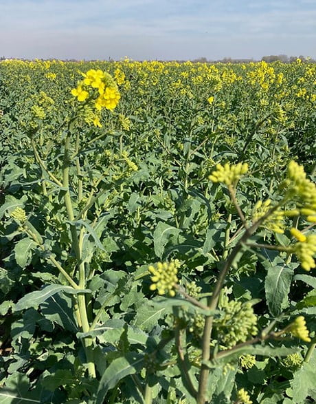 Read more about the article RAGT’s game-changing oilseed rapes on test and on sale this autumn