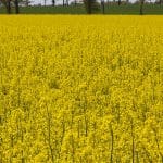 RagtSolutionsPage_OilseedRape