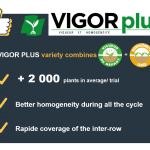 Vigor Plus adv