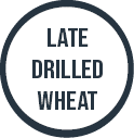 Late Drilled Wheat