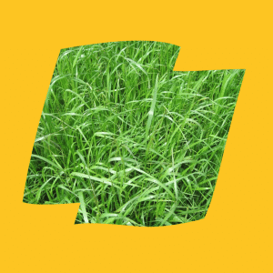 RGT MAIZE EXPERT
