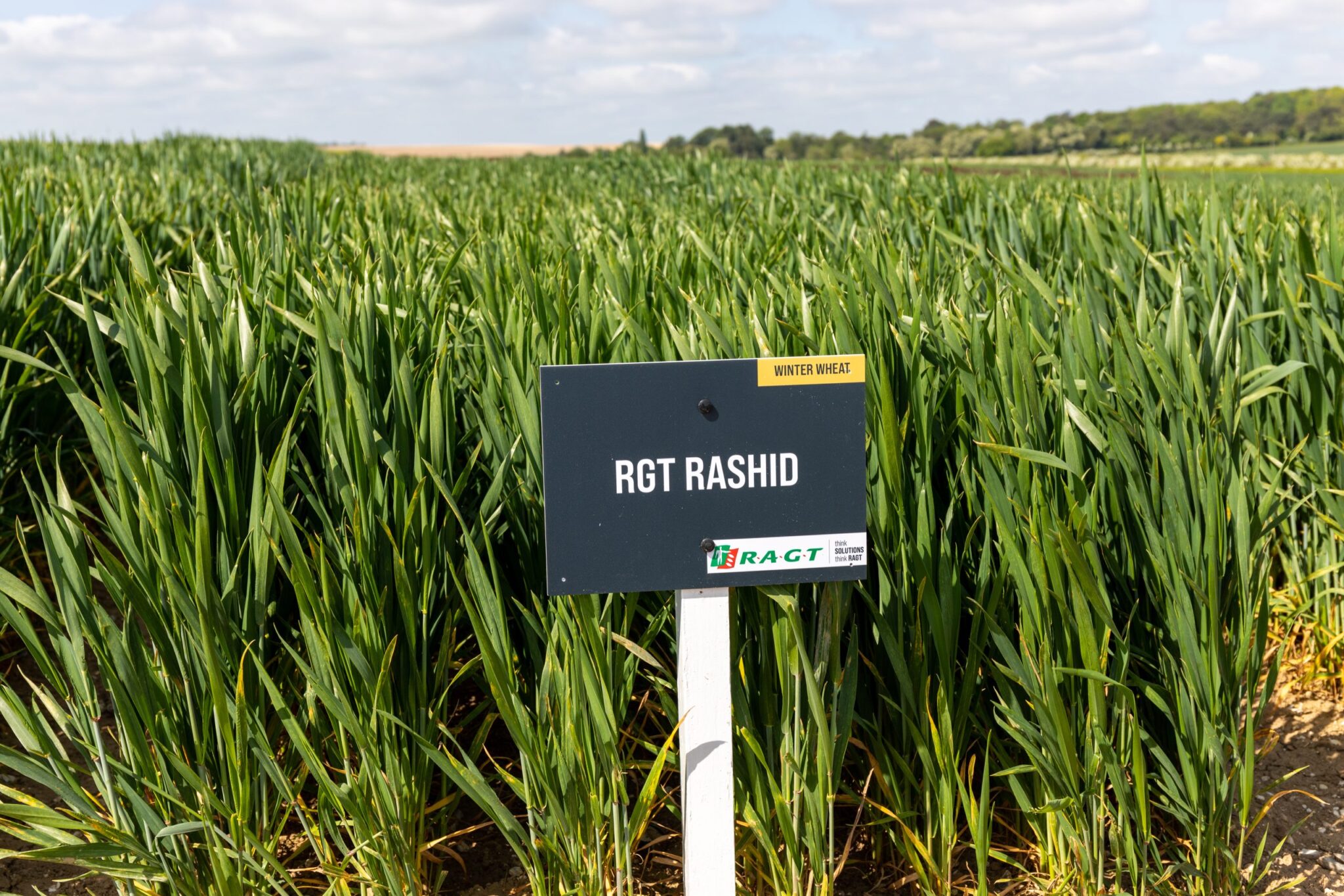 Read more about the article ‘Super season’ for RGT Rashid