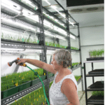 Vernalisation Trials in Glasshouse