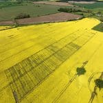 Revesby OSR variety trial 1_May23