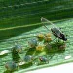 Bird cherry - oat aphid , Rhopalosiphum padi, in wheat during May this species is an important vector of BYDV