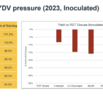 Yield under BYDV pressure