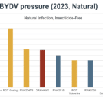 yield under BYDV pressure 2