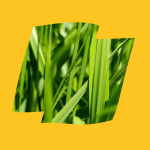 Nouga Logo Yellow