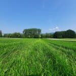 RGT Nouga – 10 days of regrowth