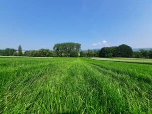 RGT Nouga – 10 days of regrowth