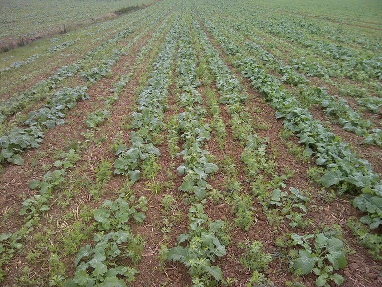 Companion crop with OSR
