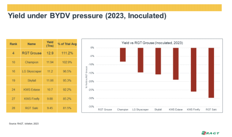 Yield under BYDV pressure