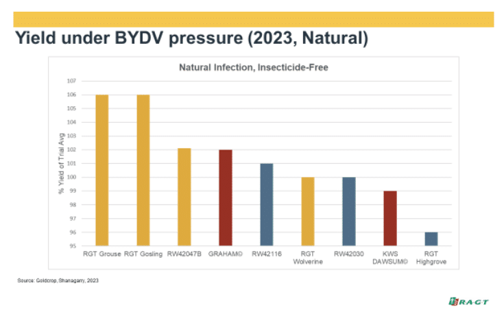 Yield under BYDV pressure graph (2023, natural infection)