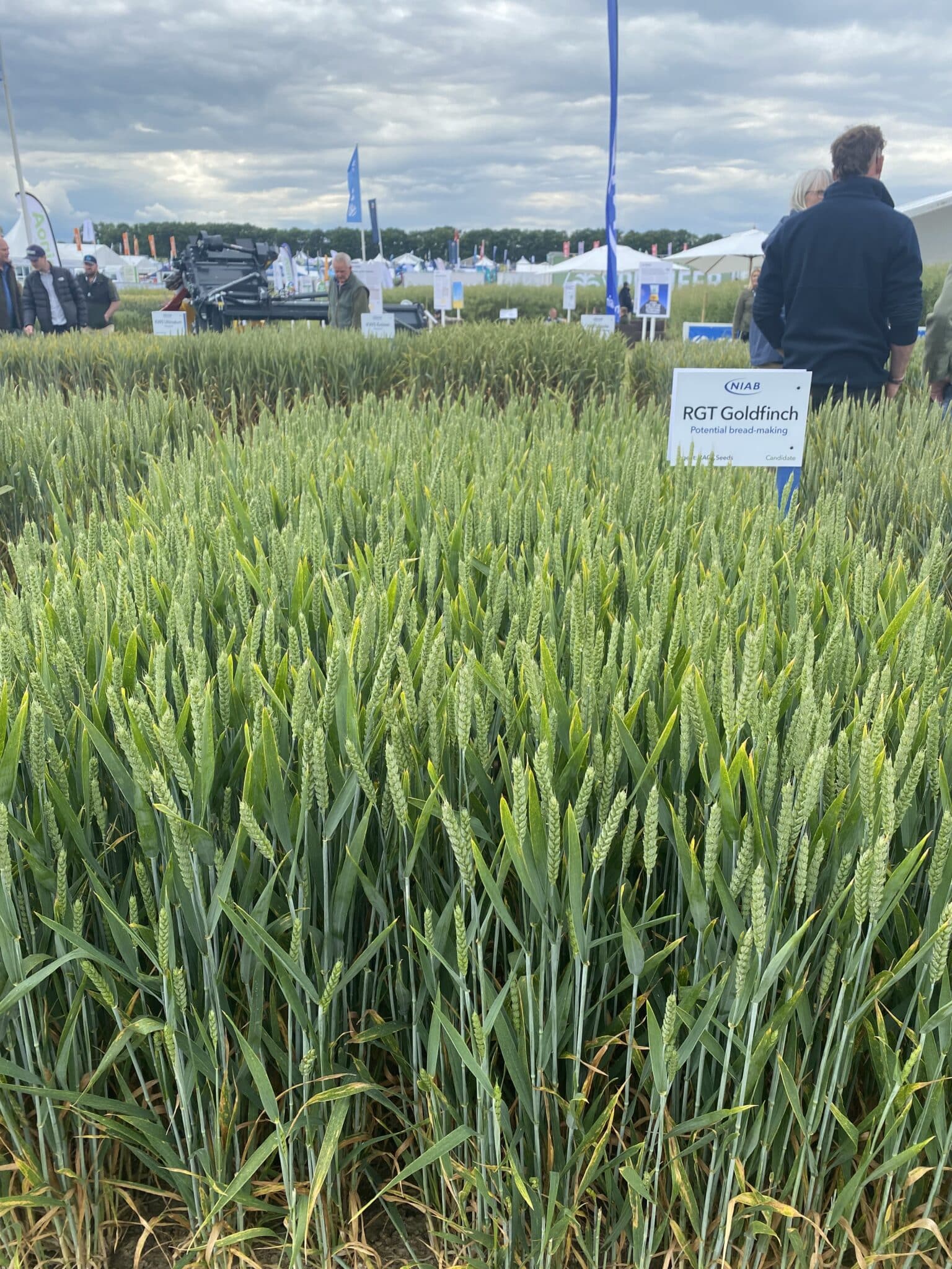 RGT Goldfinch NIAB Untreated plots - NIAB stand - Cereals - 11/06/2024
