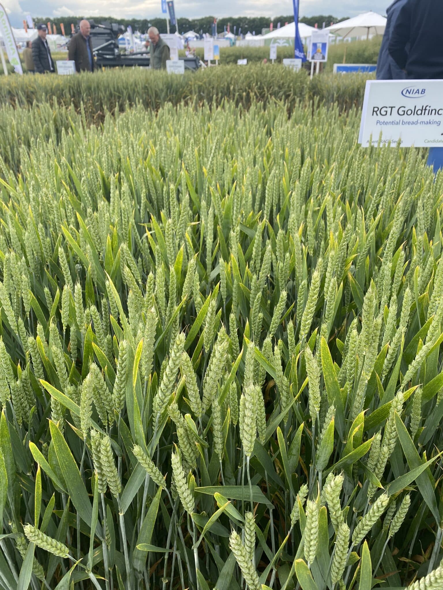 RGT Goldfinch NIAB Untreated plots - NIAB stand - Cereals - 11/06/2024