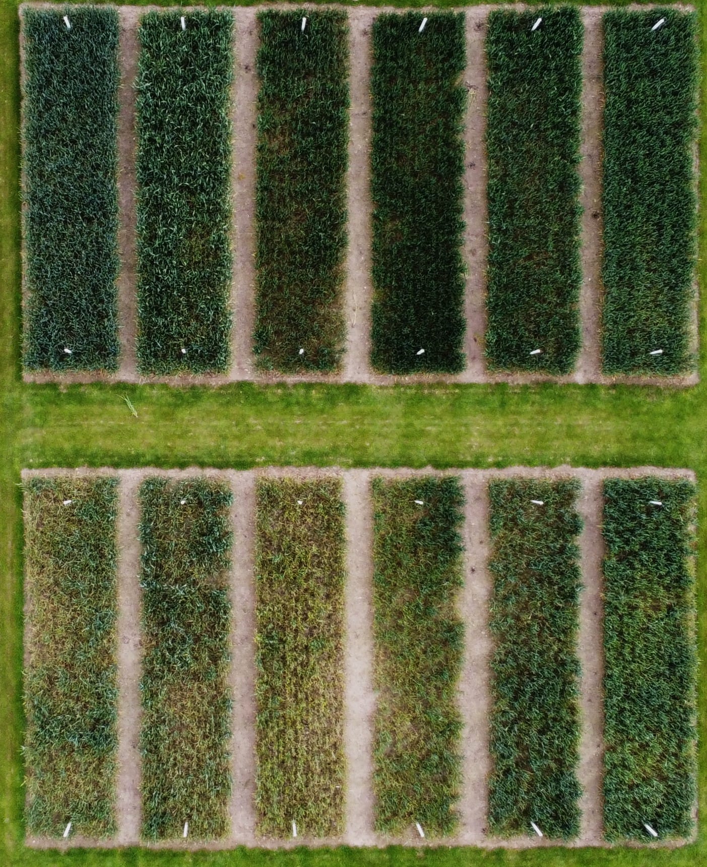 Crop display at Cereals 2024