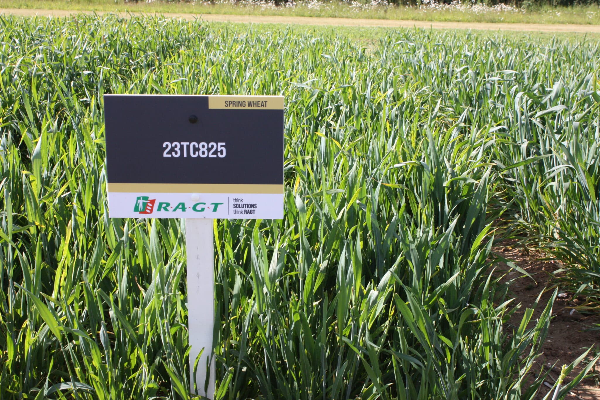 Spring Wheat Demo Crop - 23TC825