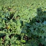 14/02/24 – well wintered crop with no larval infestation