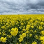 29/04/24 – a crop with good potential