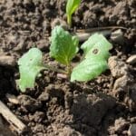 22/09/2023 – showing fast growth and little evidence of CSFB damage
