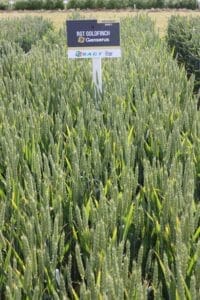 RGT Goldfinch crop