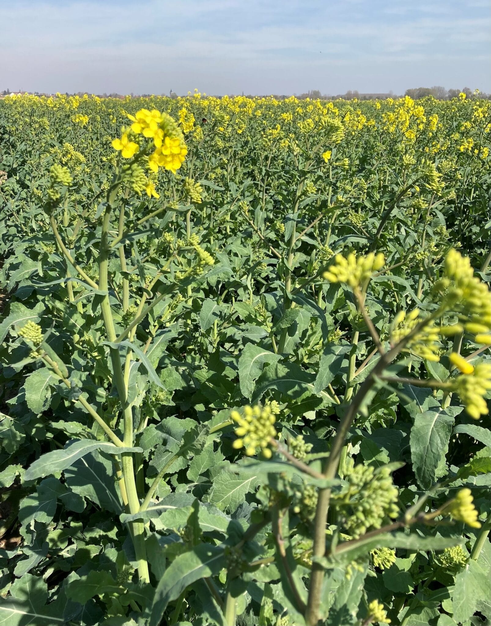 RGT Ceos crop