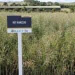 RGT Kanzzas crop signposted