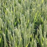 Untreated RGT Goldfinch in breeder's trials