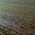 Waterlogged wheat