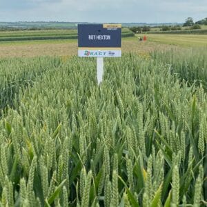 RGT Hexton