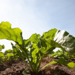 TEASER_Sugar-Beet_plant