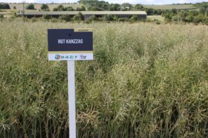 OSR RGT Kanzzas in a field