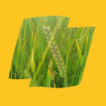 SY Tennyson 3 SY Tennyson Logo Yellow
