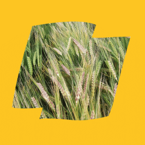 SY Vessel