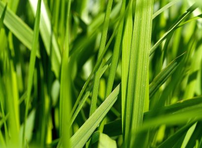 tall fescue