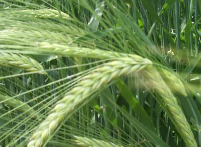 Barley