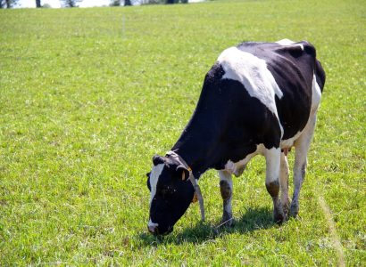 Cow grazing