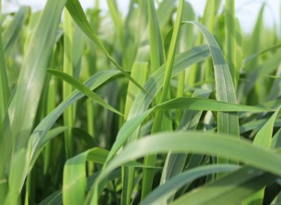 Japanese oats