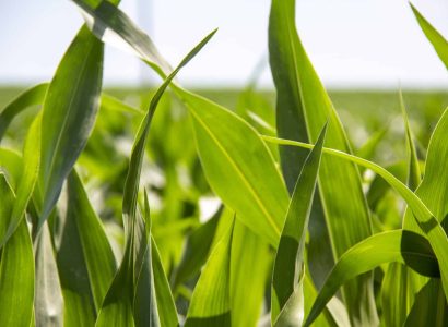 maize2