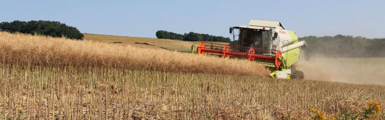 1600x500 oilseed rape