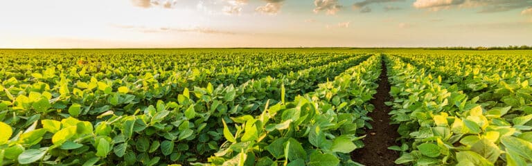 1600x500 soybean