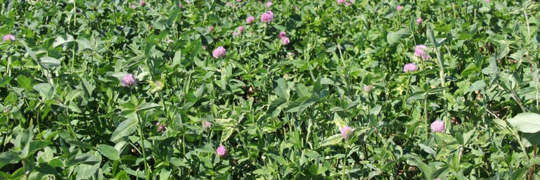 red clover