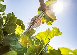 Sugar beet
