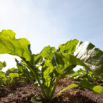 TEASER_Sugar-Beet_plant