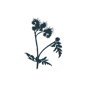 picto phacelie bleu 002